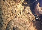 Desert Museum Rattlesnake -2